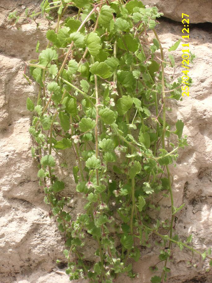 Veronica cymbalaria